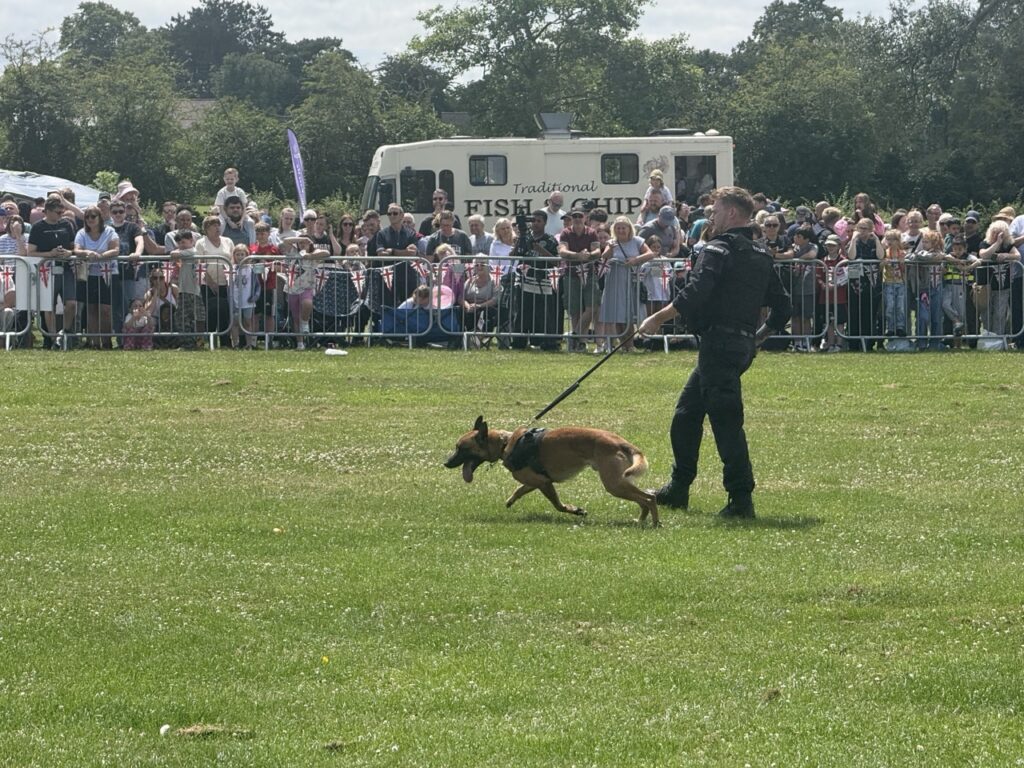 Police dog handler leading a dog across the grass in front of the crowd